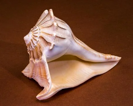 Lightning whelk seashell Sinistrofulgur perversum on a brown background Stock Photos