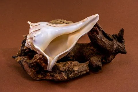Lightning whelk shell Sinistrofulgur perversum on aged wood snag Stock Photos