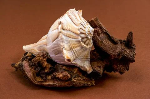 Lightning whelk shell Sinistrofulgur perversum on aged wood snag Stock Photos