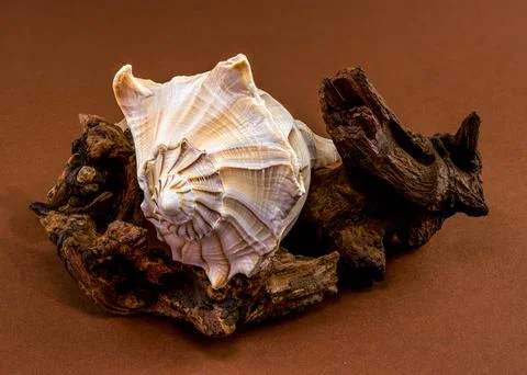 Lightning whelk shell Sinistrofulgur perversum on aged wood snag Stock Photos