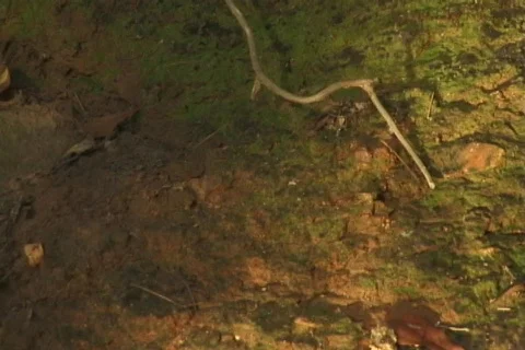 LightReflectionsOnCreekBank loop1 Stock Footage 488314