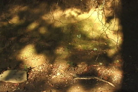 LightReflectionsOnCreekBank-loop2 Stock Footage 488316