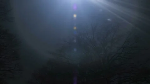 Lights above bare trees at night Stock Footage 36139125