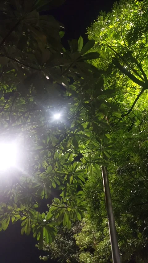 Lights and Leaves of Tree at Night Stock Footage 284720316