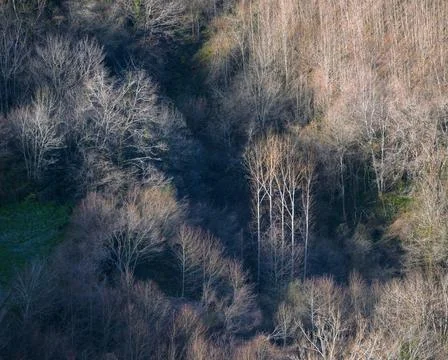 Lights and shadows between bare forests in a winter morning Stock Photos