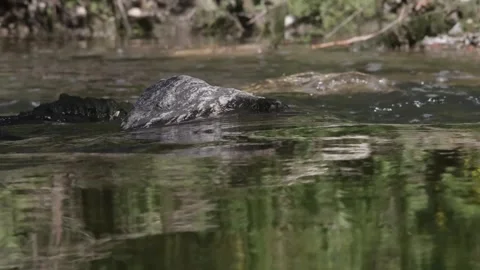 Lights and shadows on the river Video stock 248908462