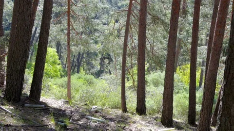 Lights and shadows in the woods Stock Footage 115915865