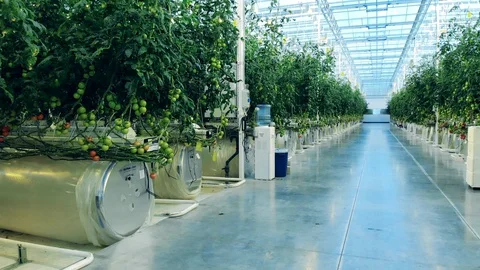 Lights are going out in the greenery filled with tomato plants Stock Footage 128367368