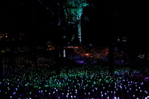 Lights at Botanical Gardens Green & Purple Stock Photos