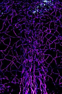 Lights in dark. Foto stock