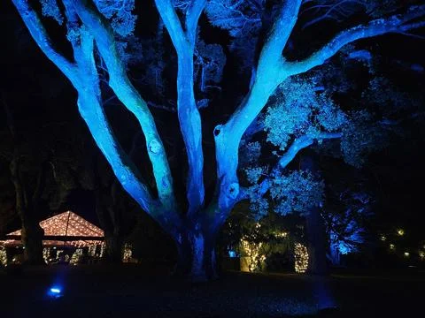 Lights with different colors projected on Trees at night in a historic garden Stock Photos