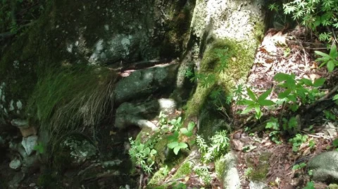 Lights Flicker on Roots and Vegetation Stock Footage 46116277