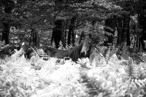 Lights on forest Photos