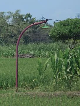 Lights in the middle of rice fields during the day Stock Photos