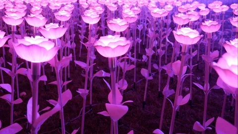 Lights of Multi-colored flowers Stock Footage 108789874