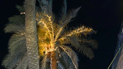  lights on palm tree at evening Stock Footage 196266877