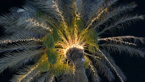  lights on palm tree at evening Stock Footage 196266884