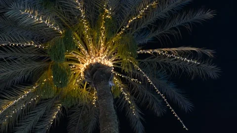  lights on palm tree at evening Stock Footage 196266910