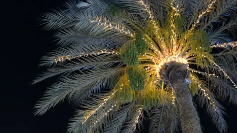  lights on palm tree at evening Видео 196266962