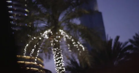 Lights on Palm Tree Stock Footage 73057134