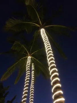 Lights on palm tree trunks Stock Photos