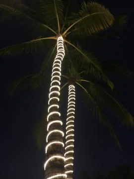 Lights on palm tree trunks Stock Photos