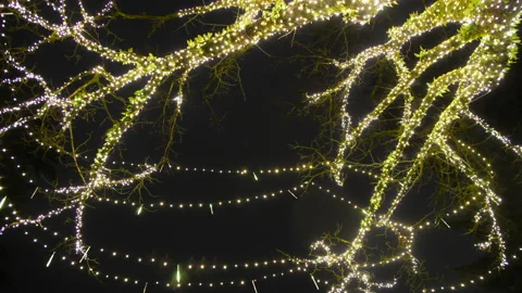 Lights strung on a bare tree celebrate the festive holiday season, 4k Stock Footage 167813293