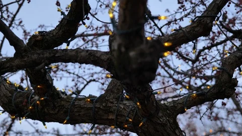 Lights strung up on old tree outside tilt up rack focus 動画素材 121075430