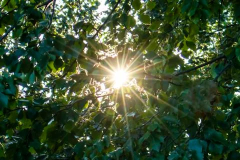 The lights of a sun. Stock Photos