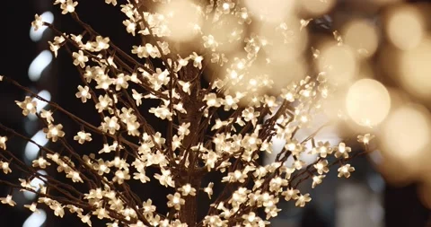Lights in a tree Vídeo Stock 167639613