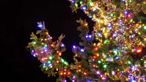 Lights on the tree 스톡 동영상 168614447