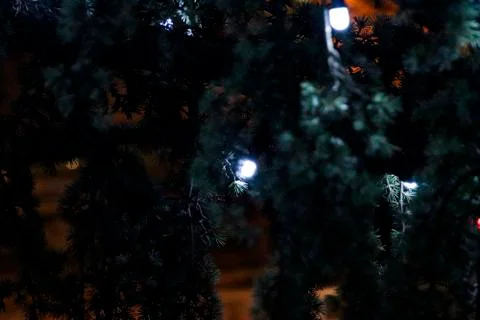 Lights in a tree Stock Photos