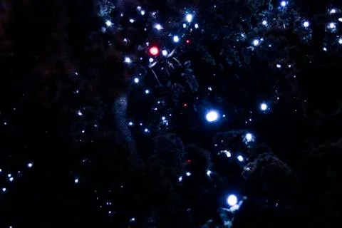 Lights in a tree Stock Photos