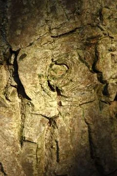 Lightspot on the bark of a walnut tree Stock Photos