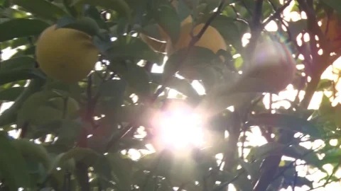 Lightthrowlemontreemp4 Stockbeeldmateriaal 84232425