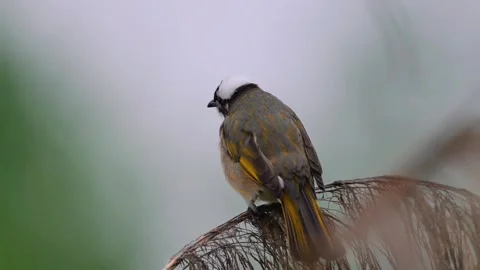 Lightvented bulbul bird perched on a branch in nature Видео 336033528