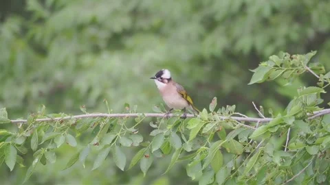 Lightvented bulbul bird perched on a green tree branch in nature Stock Footage 336033509