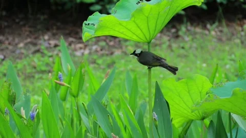A lightvented bulbul bird perched on a lotus stem in a pond Stock Footage 336033268