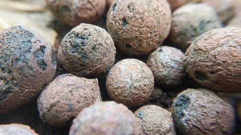 Lightweight Expanded Clay Aggregate (LECA) Hydroponic Grow Media #1 Stock Photos