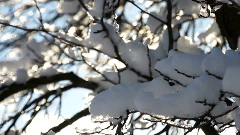 Ligt through snow tree Stock Footage 91329512