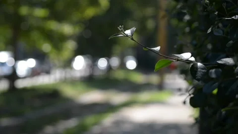 Ligth on street  Stock Footage 137154636