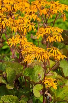 Ligularia dentata. Stock Photos