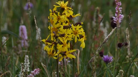 Ligularia (leopard plant) in the grass Stock Footage 282798446