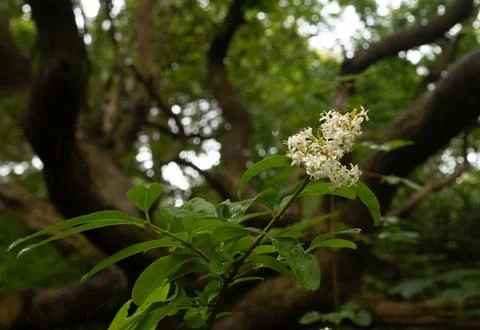 Liguster flower in the forest Stock Photos