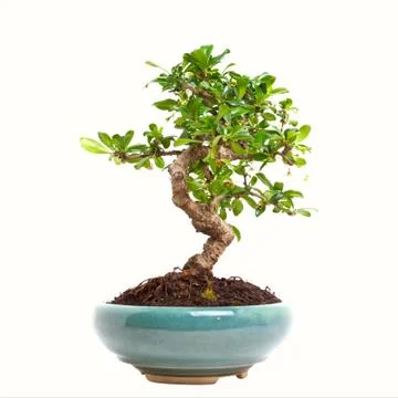 Ligustrum bonsai Stock Photos