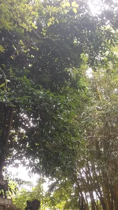 Ligustrum lucidum tree Stock Footage 327654307