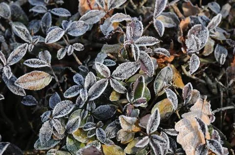  Ligustrum vulgare, Liguster, Privet, Reif, White frost Ligustrum vulgare,... Stock Photos
