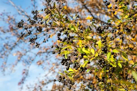 Ligustrum vulgare Stock Photos