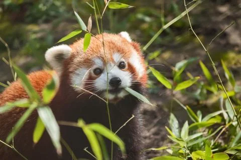 Liitle small cute red panda eating bamboo Stock Photos