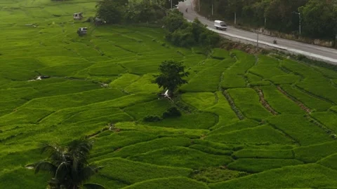 Lila, Bohol patterned rice paddies surrounding scattered palm trees, aerial Stock Footage 345200745